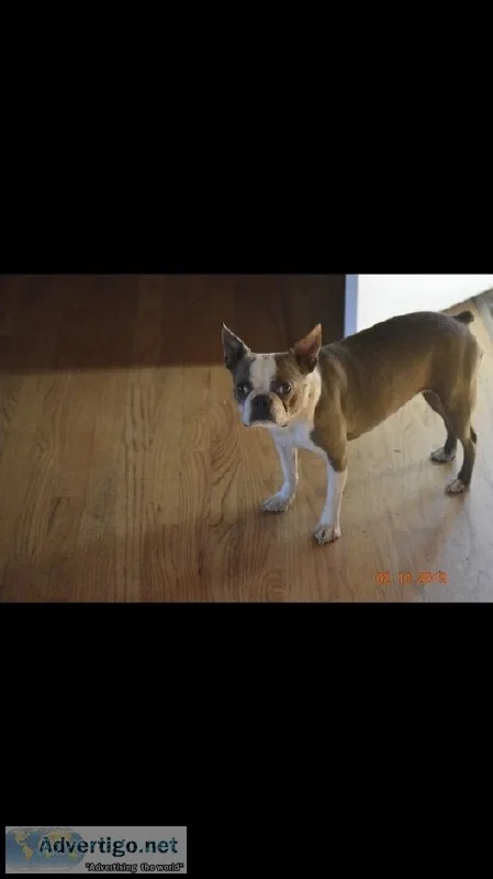 2 year old Female Boston terrior