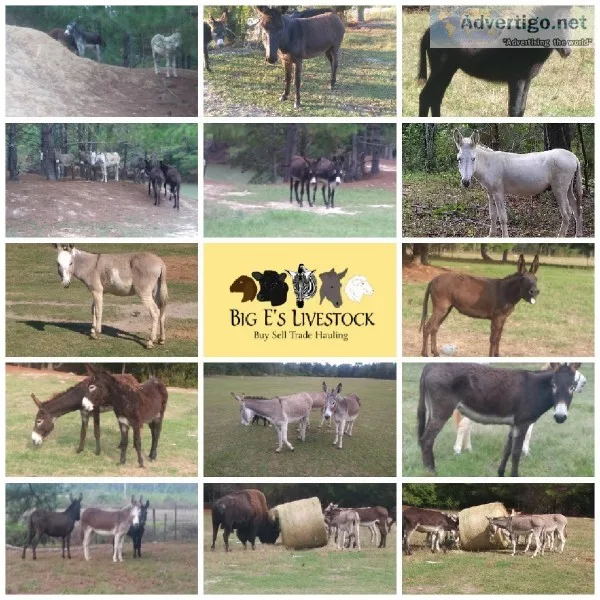Donkeys great coyote deterrent pets horse companion
