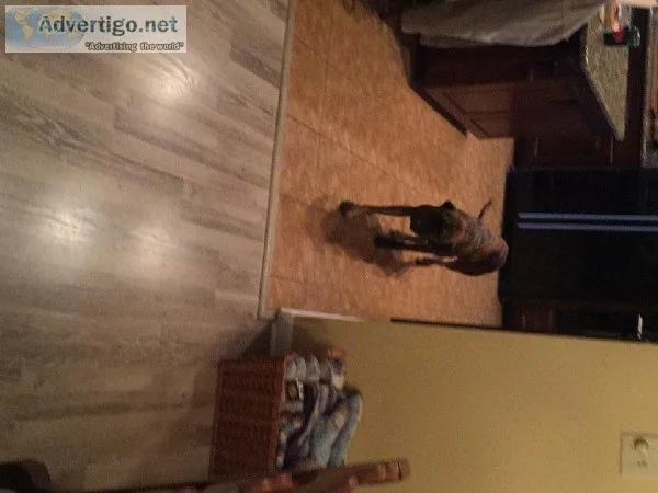 Female Brindle Plott Hound
