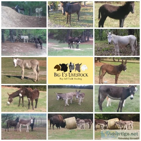 Donkeys