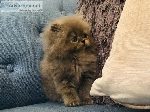Persian Cats