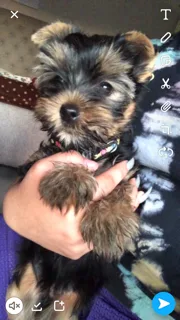 11 week old Yorkies