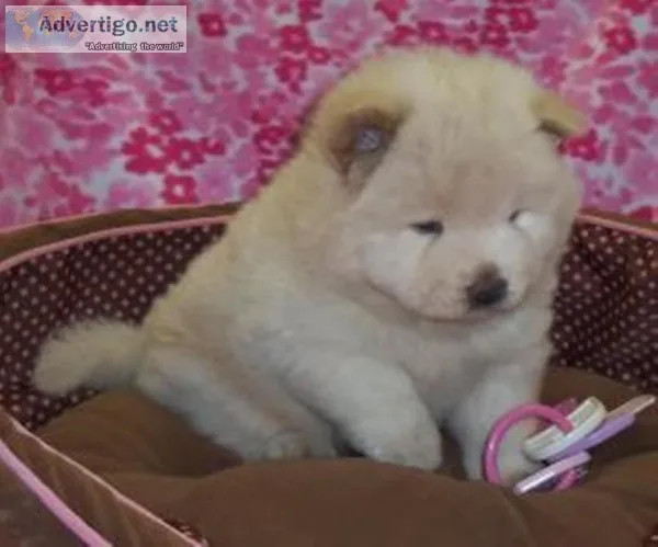 Clean Chow Chow Puppies