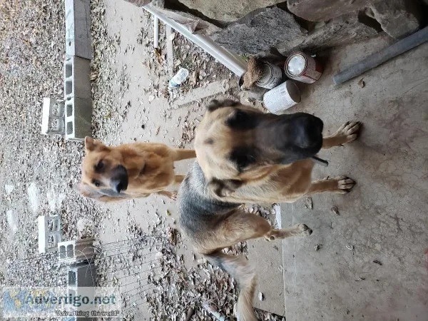 2 German Shepherd adults