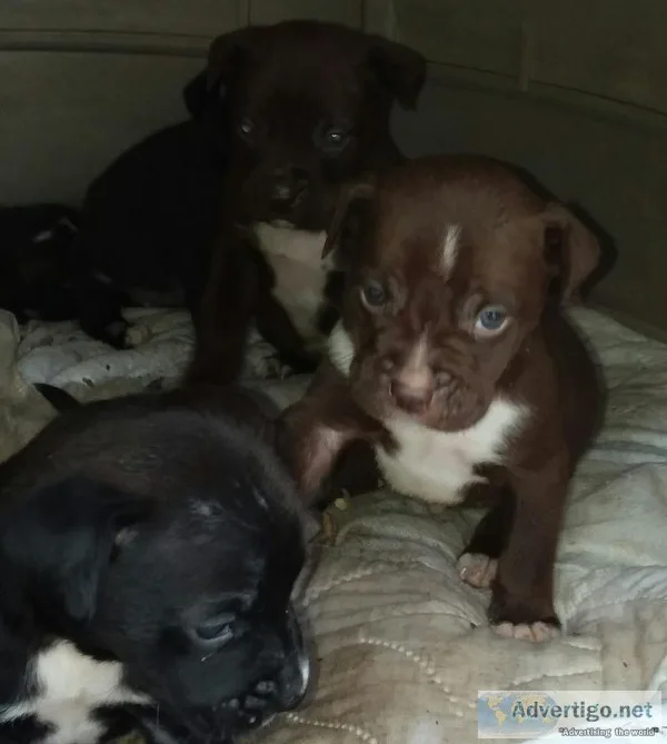 Puppies (pitbull and boxer mix)