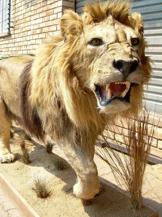 African lion full mount