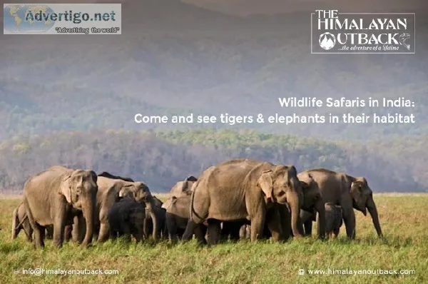 Wildlife tours in India