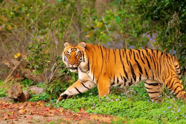Delhi to Jim Corbett Cab  Delhi to Jim Corbett Taxi