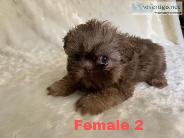 Liver Nose Shih Tzu