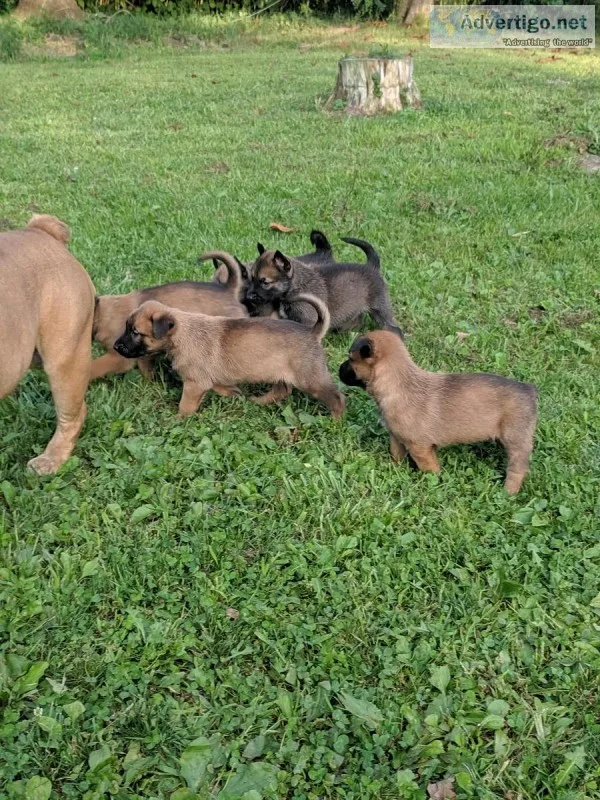 Belgian Malinois