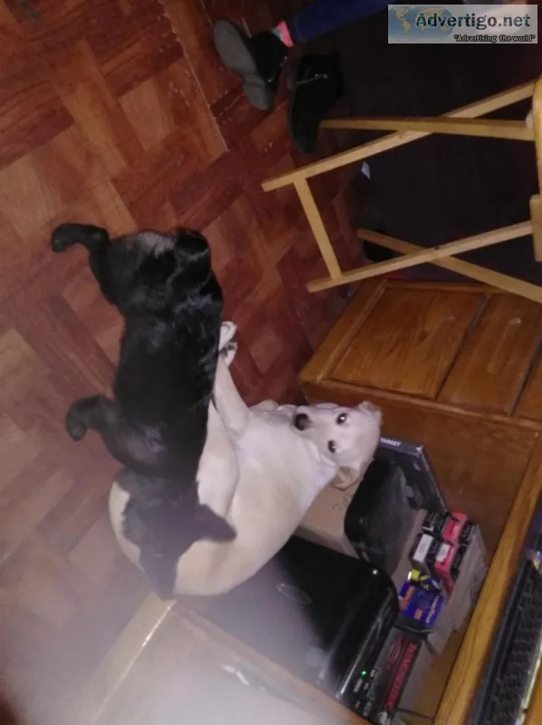 Sweet puppy for sale