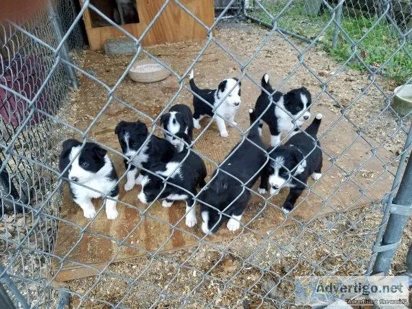 Border Collie Pups