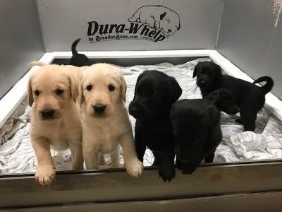 labradoodle puppies