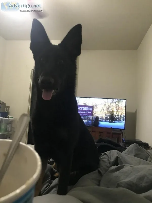 AKC German Shepard (1 year old)