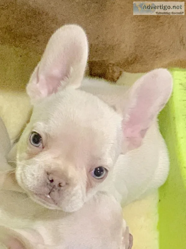 French bulldog