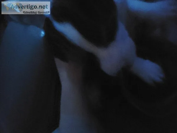 Border ColliePit Bull puppies