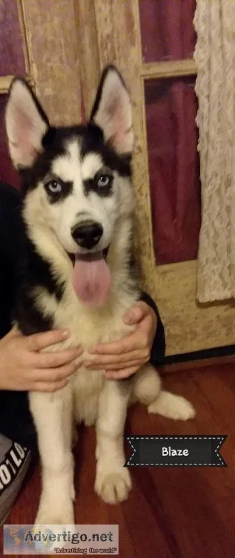 AKC Purebred Siberian Husky Puppies Ready Now