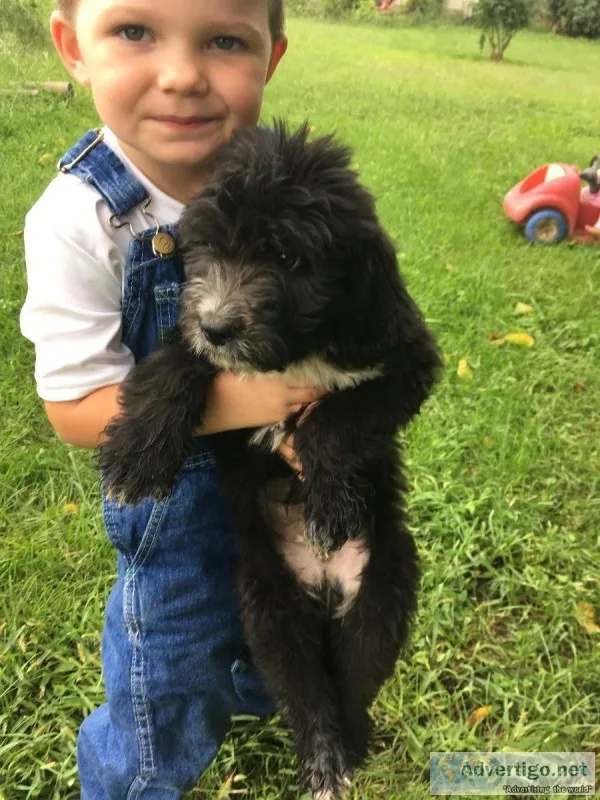 Bernedoodles 9 wks old