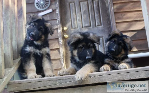 German Shepherd Puppies