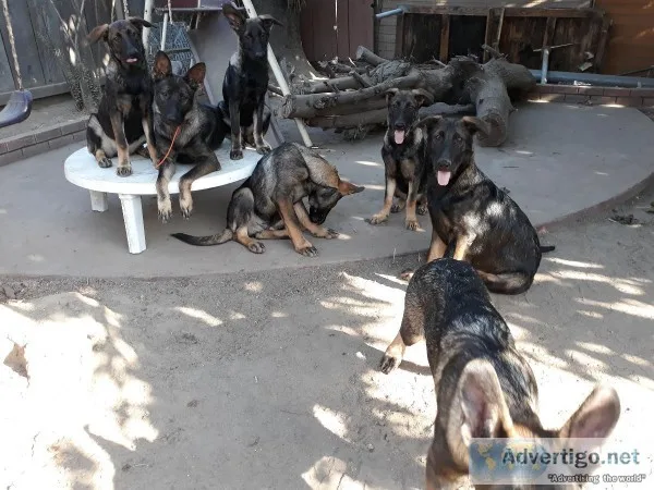 AKC German Shepherd Puppies