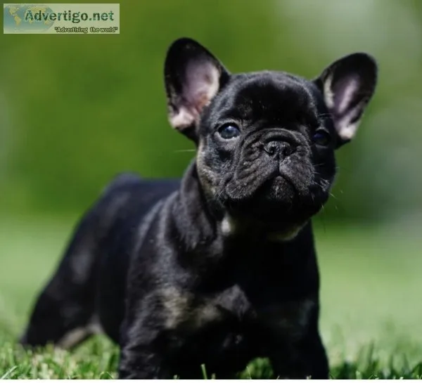 French Bulldog