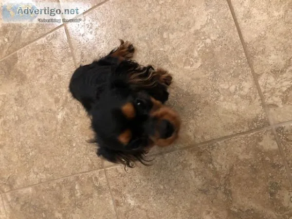AKC Caviler King Charles