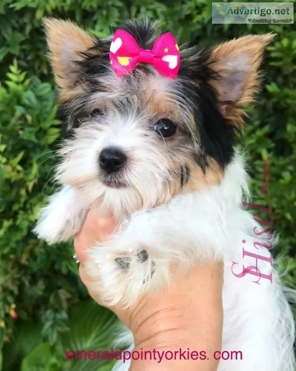Parti Yorkie female