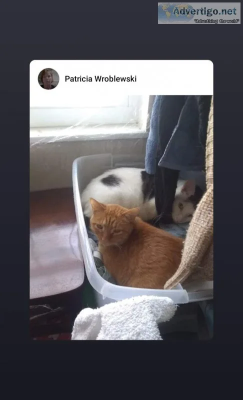 Free to good home