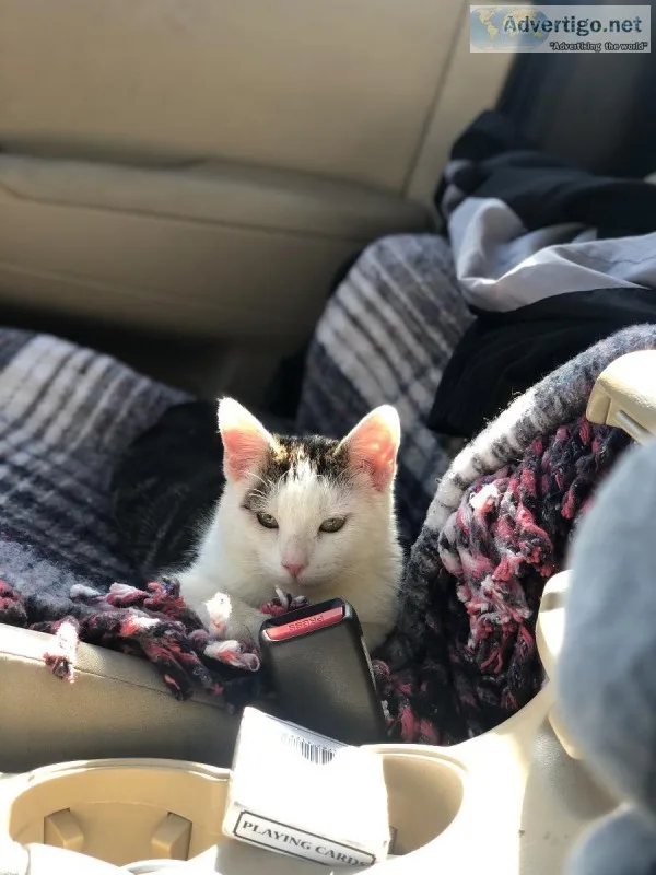 KITTEN UP FOR ADOPTION