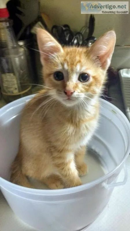 The most lovable little guys I mean kittens you ll ever see