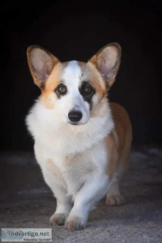 Pembroke Welsh Corgi Female For Sale