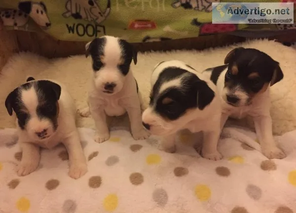 Jack Russell Terriers