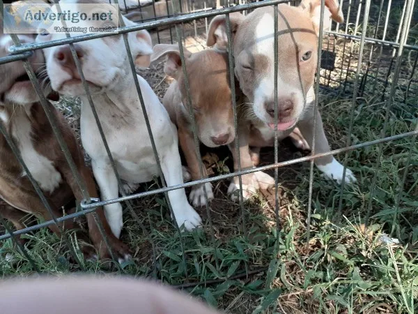 American pitbull terriers bluefawnbrindles