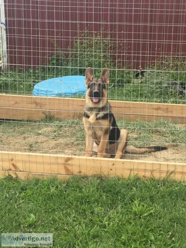 5 month Akc male German Shepherd