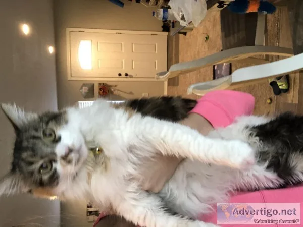 7yrs old cat