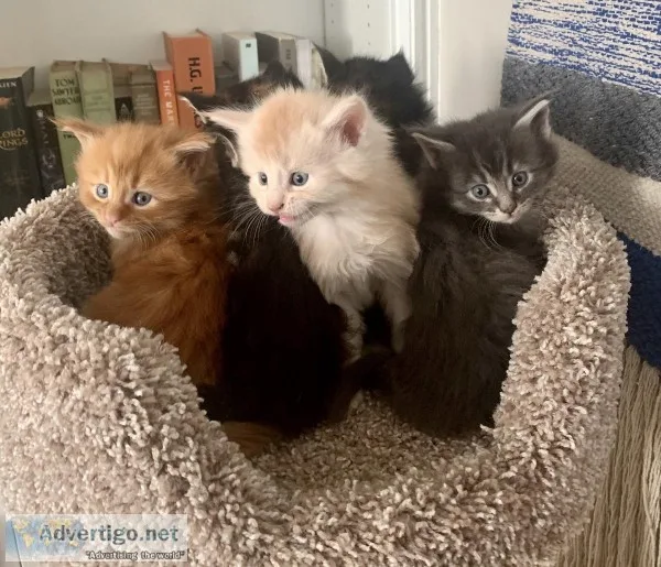Christmas Kittens