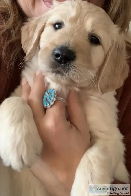 CHRISTMAS CKC Registered Labradoodle Puppies