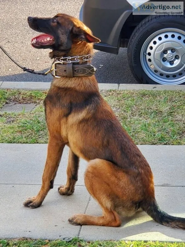 8 month old KNPV bloodline High prey drive Belgian Malinois