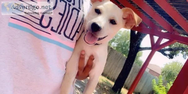 Puppy for Sale