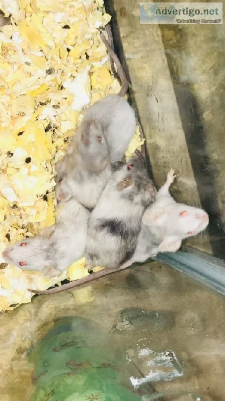 Baby mice