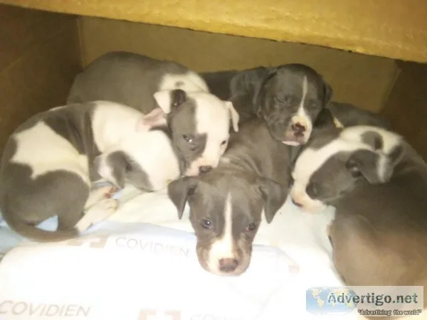 6 weeks old Blue pitbull puppies