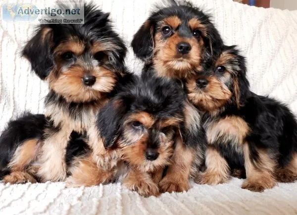 Adorable Holiday King Charles Yorkie Puppies - READY NOW