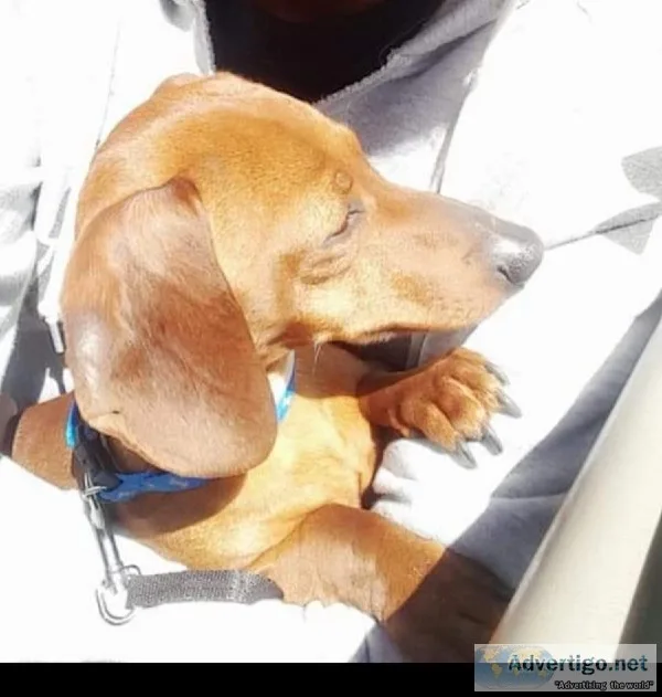 Daschund