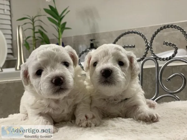 Bichon Puppies for Sale