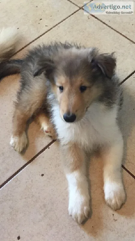 Beautiful Collie Puppies