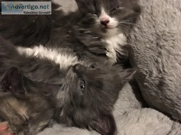 Kittens ready for Christmas Part Maine coon