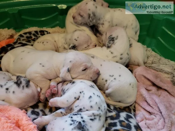 Dalmatian Puppies