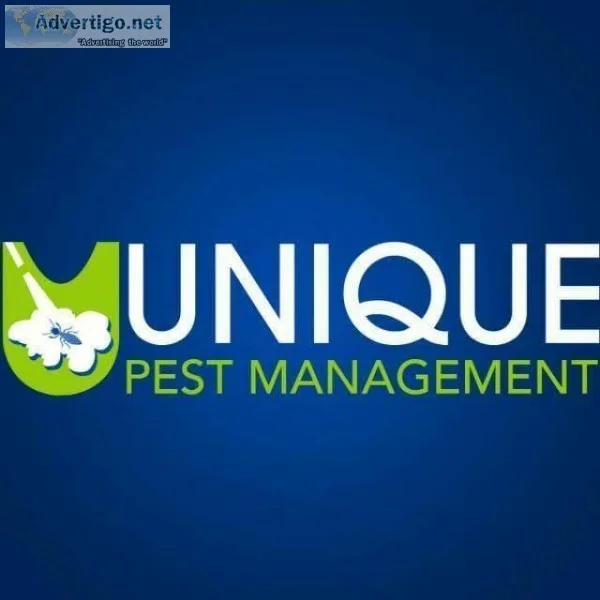 Cockroach Control Services in Chennai