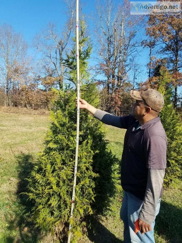 Tree s for Sale