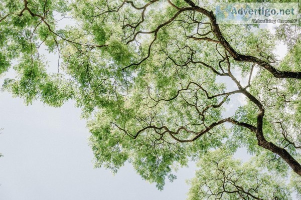 DIY Tree Pruning Avoid it.